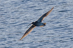 Curlew photography by Betty Fold Gallery